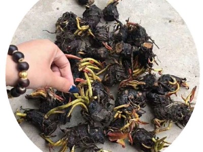 基地直销工程睡莲净化水质量大从优