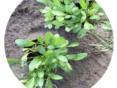基地直销柳叶马鞭草南美马鞭草长茎
