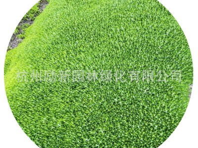 【杭州苗木直销】佛甲草盘苗杯苗承