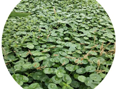 香菇草铜钱草大量批发水生批发基地