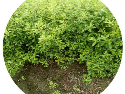 迎春花毛球色块裸根杯苗