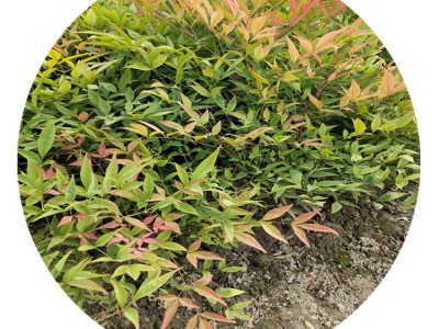 【基地直销】四季变色南天竹火焰南