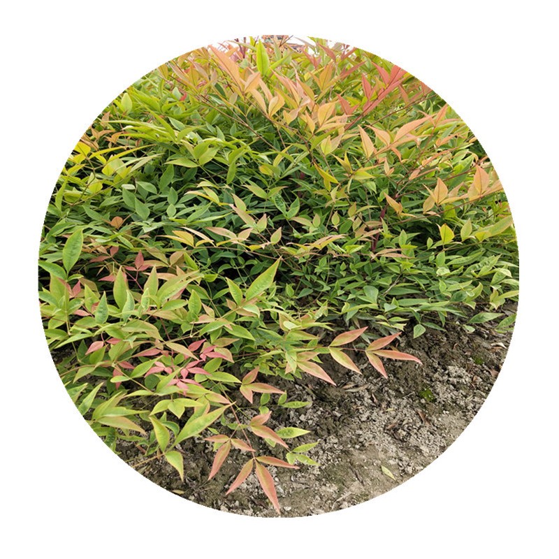【基地直销】四季变色南天竹火焰南天竹杯苗别墅景观各种规格工程