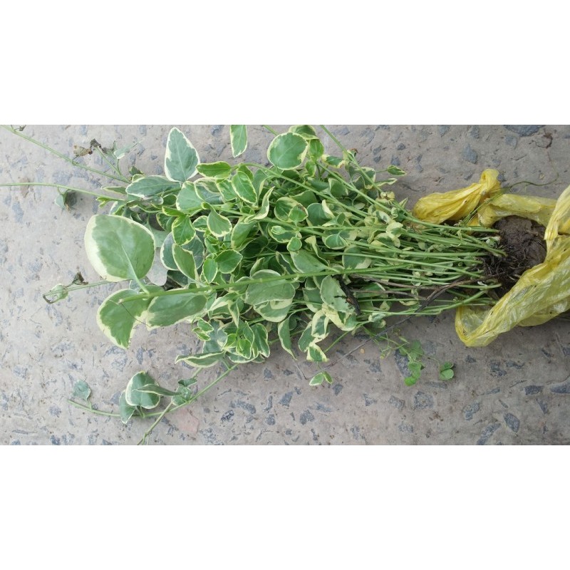 花叶蔓长春 盆栽 基地供应 大量批发 常春藤  量多从优
