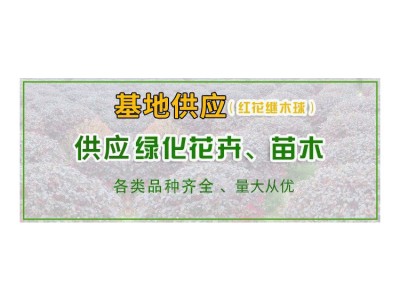 花叶水葱 水生植物  湿地绿化 基地