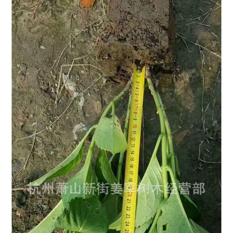 八仙花 盆栽 各种规格 无尽夏 颜色齐全 基地供应 量大从优