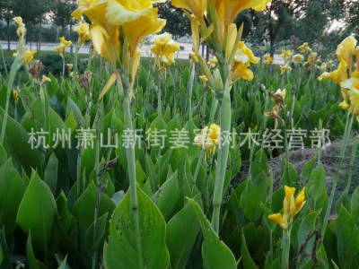 美人蕉 红花黄花 水生美人蕉 水生植