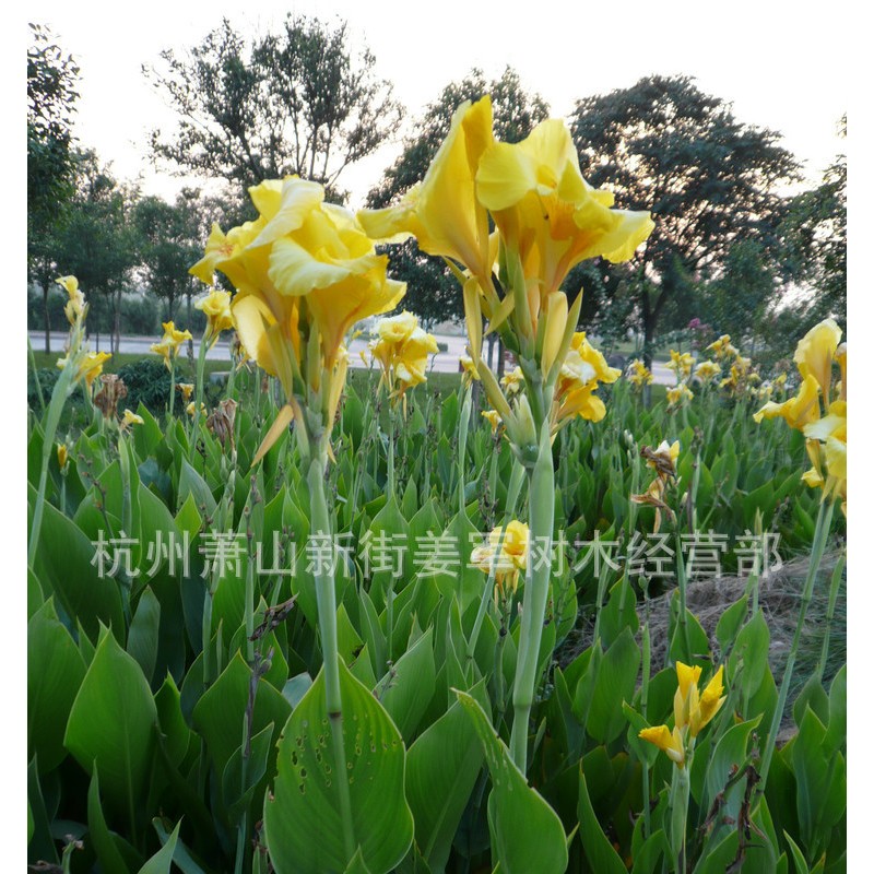 美人蕉 红花黄花 水生美人蕉 水生植物 大量供应 品种齐全