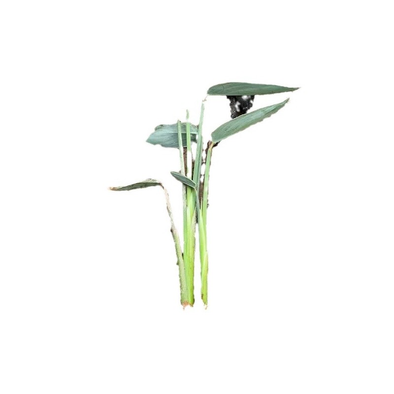 【基地大量批发】再力花/水竹芋/水生植物/污水治理/河边美化