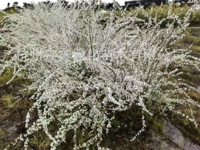 【基地直销】喷雪花各种规格/开花植