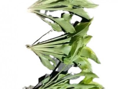 【基地直销】花叶玉簪/金边玉簪/青
