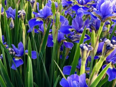 水生植物 蓝花鸢尾 黄花鸢尾 水生常
