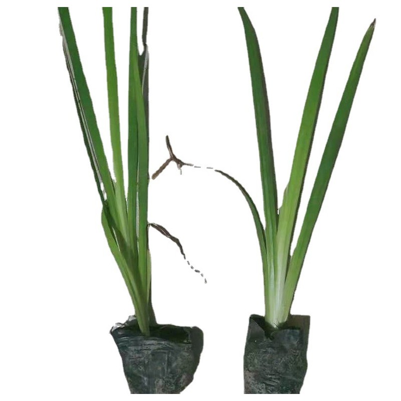 黄菖蒲水生植物河边绿化美人蕉再力花鸢尾各种公园小区绿化