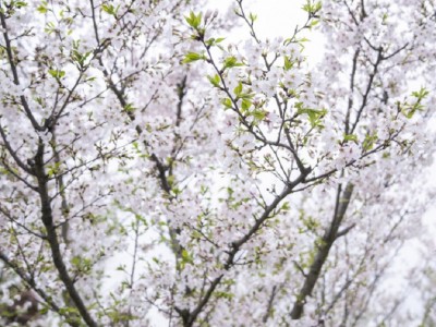 早樱染井吉野日本晚樱景区绿化红粉