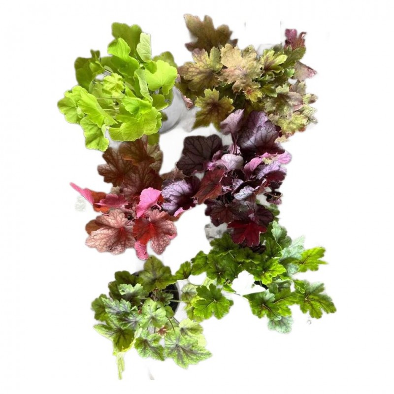 矾根植物盆栽室内耐寒四季庭院阳台观叶小苗花卉绿植色块造景植物