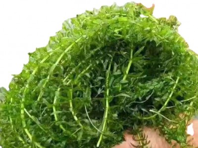 沉水植物 轮叶黑藻 伊乐藻 狐尾藻 