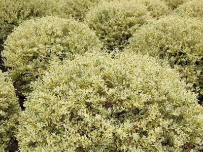 金姬小蜡球水蜡基地大量红花继木大