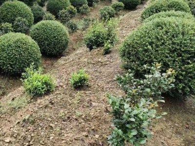 龟甲冬青球 基地大量 小区绿化 大叶
