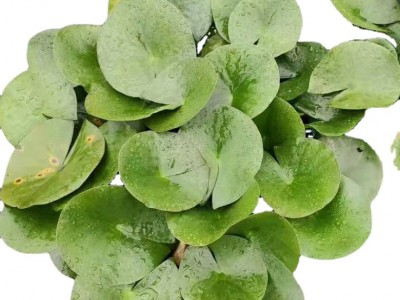 水生植物 睡莲  西湖荷花 基地大量 