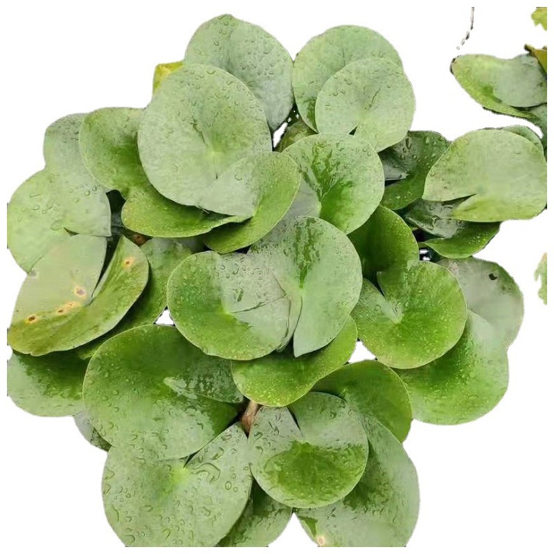 水生植物 睡莲  西湖荷花 基地大量 常绿鸢尾 菖蒲 再力花