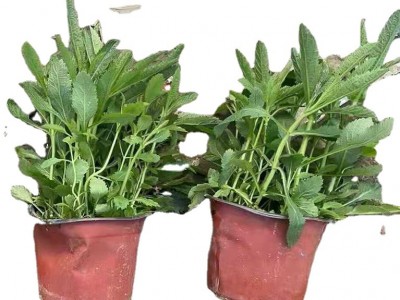 柳叶马鞭草山桃草满天星鼠尾草高20