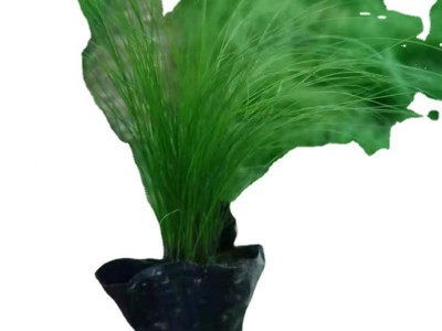 细茎针茅高15公分左右墨西哥羽毛草
