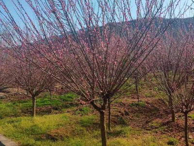 红梅原生嫁接行道绿化基地大量美人