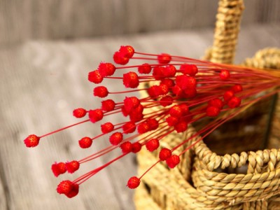 小号干花批发艺术插花思绪花快乐花