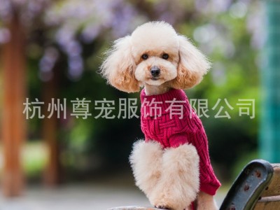 新款狗狗宠物纯色t条纹毛衣 时尚美