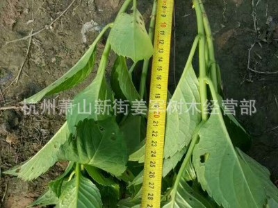 八仙花 盆栽 各种规格 无尽夏 颜色