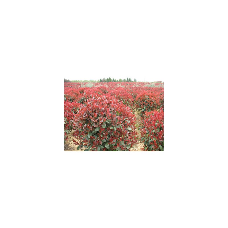 供应红叶石楠球 各种规格 红叶石楠盆栽 格 基地供应