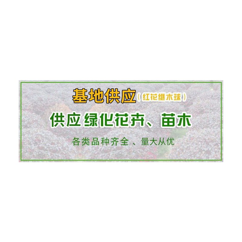 桧柏 龙柏 基地供应 品种齐全 大量供应  苗木厂家