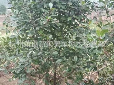 红叶石楠篱笆苗  行道树园林绿化工