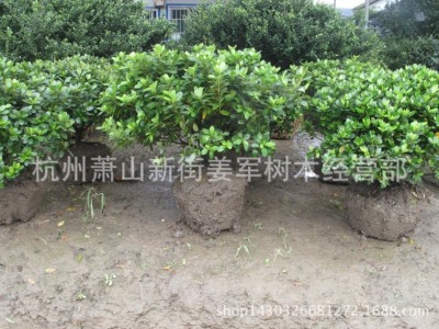 春鹃 盆栽 各种规格 春鹃球 基地供