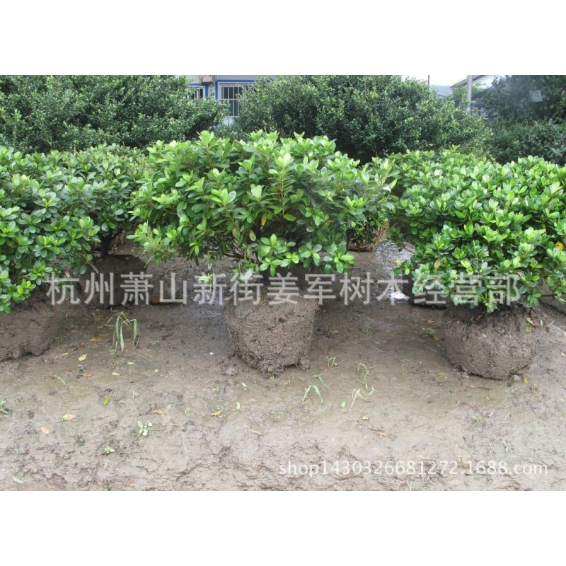 春鹃 盆栽 各种规格 春鹃球 基地供应 大量批发