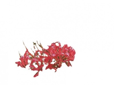 【基地直销】红花石蒜/彼岸花/龙爪