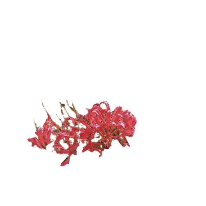 【基地直销】红花石蒜/彼岸花/龙爪花/蟑螂花/规格齐全/成活率高