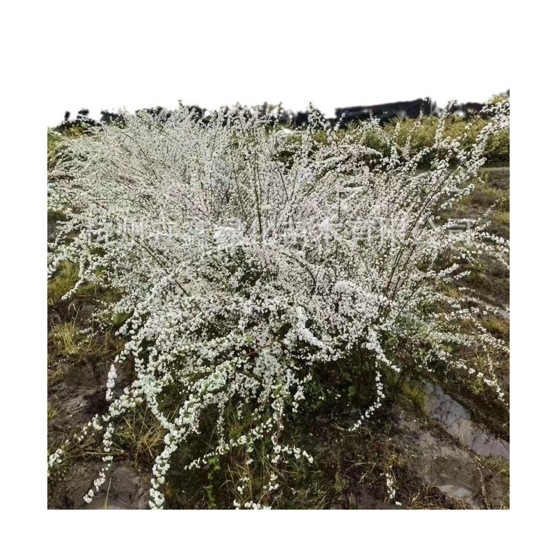 【基地直销】喷雪花各种规格/开花植物别墅市政绿化/雪柳/