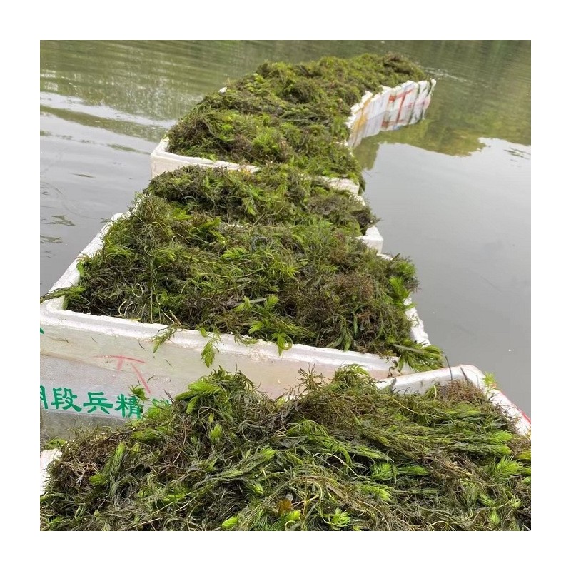 【基地大量批发】马来眼子菜/鸭子草/水生植物/净化水质/品种齐全