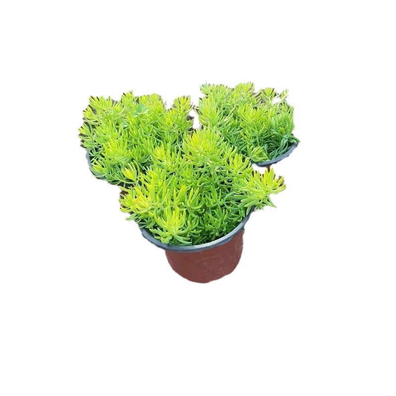 【基地直销】金叶佛甲草/佛甲草120杯/优质草花成活率高/规格齐全