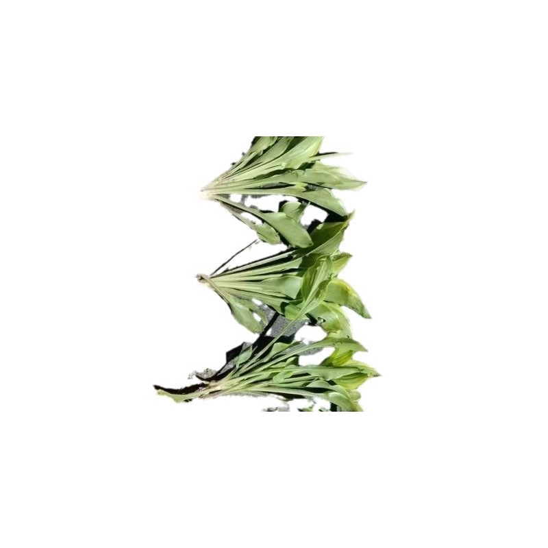【基地直销】花叶玉簪/金边玉簪/青叶玉簪/各类规格/优质品种齐全