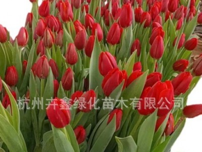 【基地直销】郁金香/开花植物/公园