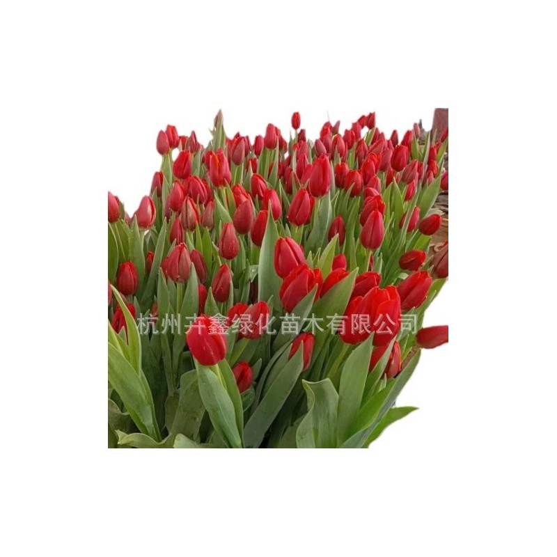 【基地直销】郁金香/开花植物/公园绿植/