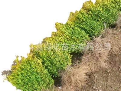 【基地直销】瓜子黄杨/豆瓣黄杨/小