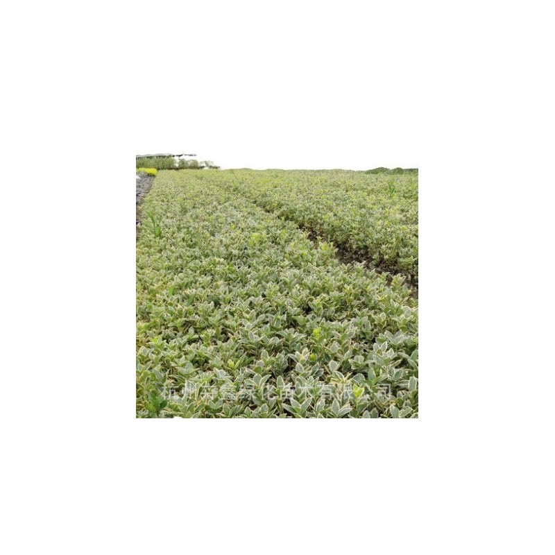 【基地直销】金边黄杨工程苗/绿化小苗/常绿植物/金边冬青