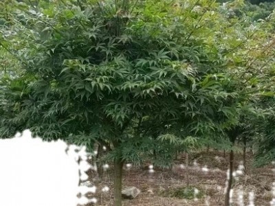【基地直销】红枫D1-30公分/羽毛枫/