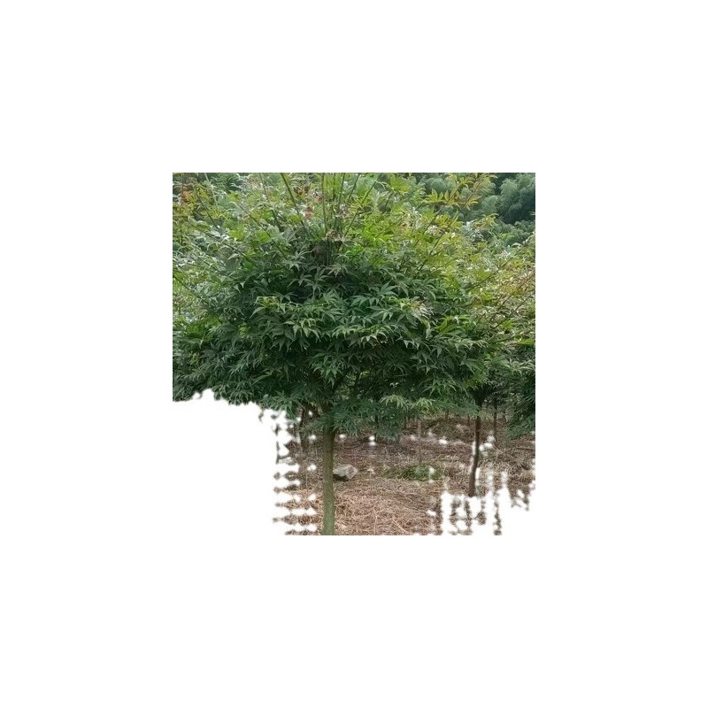 【基地直销】红枫D1-30公分/羽毛枫/优质/土球好/成活率高规格全