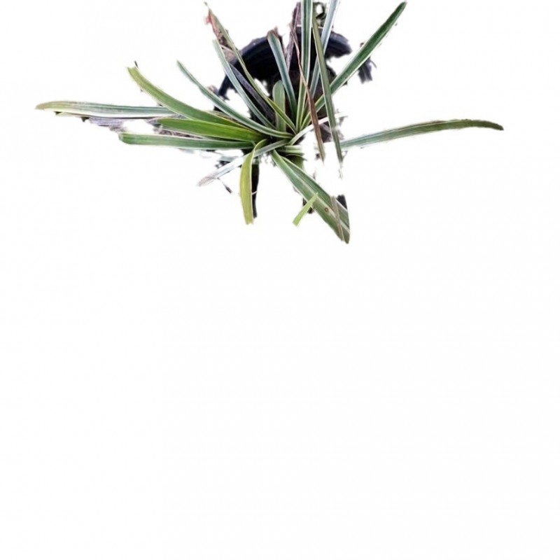 【基地直销】金边麦冬草/银边麦冬草/燕麦草/麦冬草/金叶苔草大量