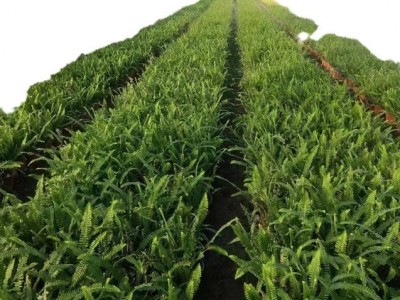 【基地直销】肾蕨/排骨草/草花/规格