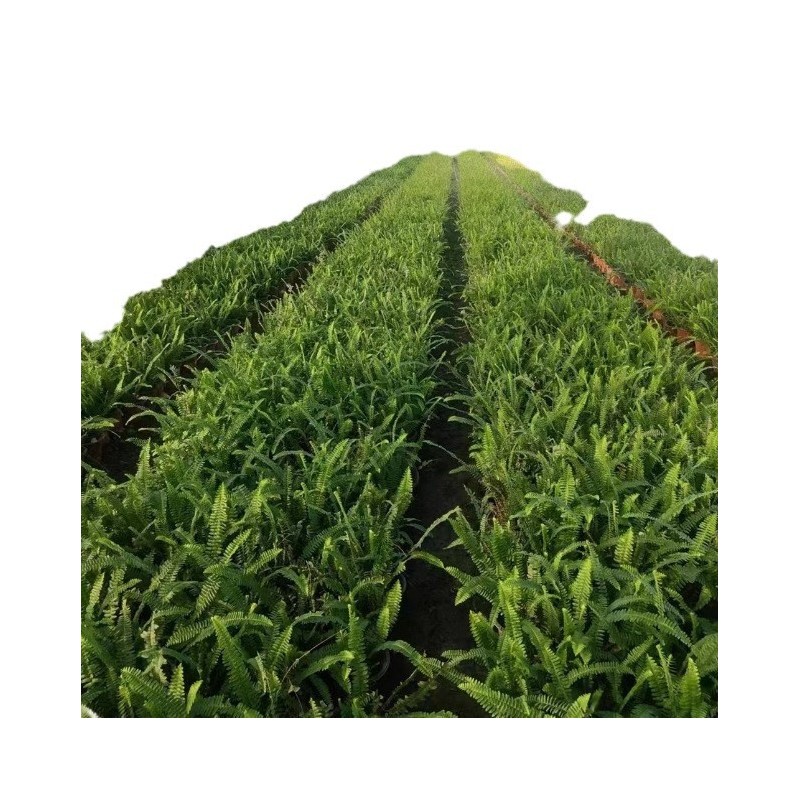 【基地直销】肾蕨/排骨草/草花/规格齐全/蜈蚣草/成活率高/优质